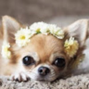 Meet your Posher, Starlit